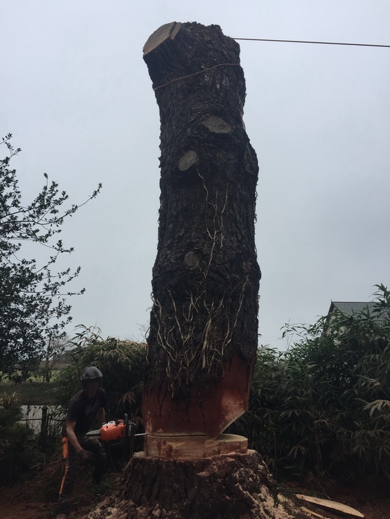 Ashford Barnstaple tree dismantling